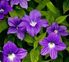 PowerOn 50+ Browallia Violet Blue Flower Seeds / Long Lasting Annual - £5.79 GBP