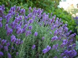 Lavandula Angustifolia Dentata 100+ seeds  Stoechas  French Lavender sem... - £4.17 GBP+
