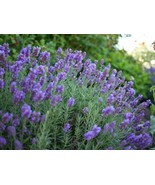Lavandula Angustifolia Dentata 100+ seeds  Stoechas  French Lavender sem... - $7.22 CAD+