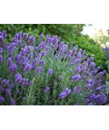 Lavandula Angustifolia Dentata 100+ seeds  Stoechas  French Lavender sem... - £4.14 GBP+