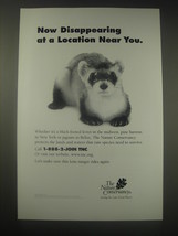1998 The Nature Conservancy Advertisement - Black-Footed Ferret  - £14.55 GBP