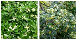 180pcs Tobira Tree Semente Plant Shrub Tree Pittosporum Hai Tong Seeds - $21.99