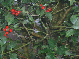 20 Centennial Girl Holly Seeds Ilex Centrochinese X L Aquifolium US Fast... - $12.40