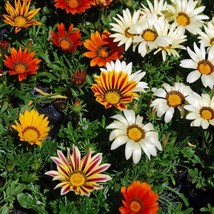 Gazania Treasure Flower Ground Cover Plant Seeds 1000 Seeds Fresh Seeds Fast Shi - £15.91 GBP