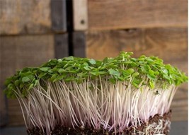 Fresh Garden Red Russian Kale Microgreen Seeds | Non-GMO | Heirloom - £7.19 GBP