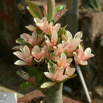 BELLFARM Adenium &#39;Yulan magnolia&#39; Types Pink Semidouble Petals Flowers, 2pcs See - £3.25 GBP