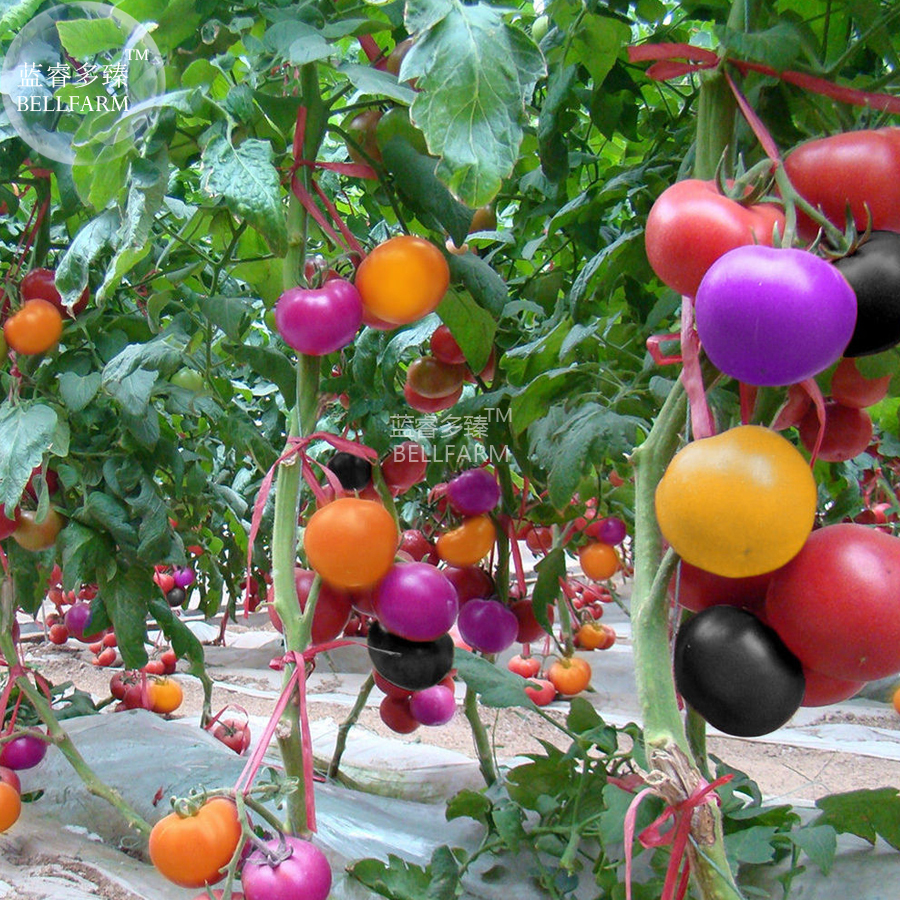 New Fresh Rainbow Tomato Seeds 100 Seeds Pack Yellow Purple Black Pink R... - $13.78