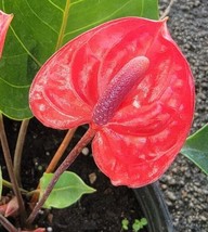 Anthurium (Red Flowers) - Live Plant in 4&quot; Pot - $31.17