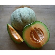 25 Premium Fresh Sweet Italian Tuscnongmo Melon Seedsb 70 From US  - $8.35