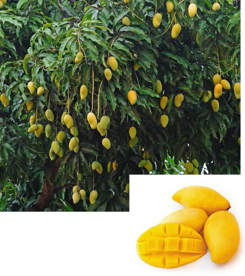 FRUIT TREE: GRAFTED MANGO ATAULFO LIVE PLANT (3’-4’ feet) - £141.04 GBP