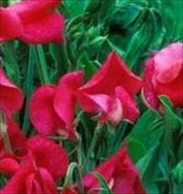 Perennial Sweet Pea Pearl Red Vine *    Perennial  LathyrLatifolius From US - $7.49