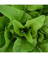 SDC Amish Deer Tongue Leaf Lettuce Seeds Matchless Easy Grow - $14.20