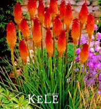 AQL 100 Of/Lot Kniphofia Flower Seeds red hot pokers-plants So Pretty Long Blomm - £6.68 GBP