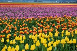 GIANT WALL MURAL OF A TULIP VALLEY - LIKE WALLPAPER - 13&#39;6&quot; x 8&#39; - $540.61 CAD