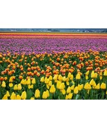 GIANT WALL MURAL OF A TULIP VALLEY - LIKE WALLPAPER - 13&#39;6&quot; x 8&#39; - £308.53 GBP