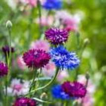 Bachelor Button Flowers  Seeds - Organic - Non Gmo - Heirloom 10 Seeds - £8.72 GBP