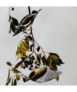 1979 Yellow Bellied Sapsucker Color Plate Print Audubon Birds Of America... - $29.99