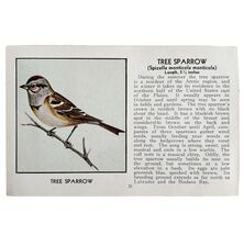 Tree Sparrow Bird Print 1931 Blue Book Birds Of America Antique Art PCBG13C - $14.01 CAD