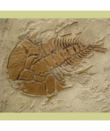 Large Prehistoric Trilobite Fossil Stencil - Raised plaster stencil - $31.55 CAD