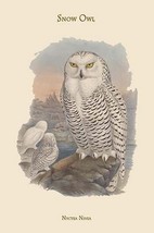 Nyctea Nivea - Snow Owl by John Gould - Art Print - £17.51 GBP+