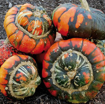 HT 10 Turk&#39;S Turban Pumpkin Gourd Seeds Heirloom Organic Non-Gmo Garden ... - $9.94