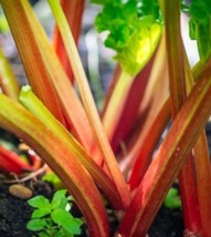 MBK Victoria Rhubarb Heirloom 15 Seeds Non-Gmo Bulk Seeds - $9.06