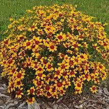 1.sun coreopsis CURRY UP 2.5&quot; pot  Live Potted Plantfor Home Garden - $28.00