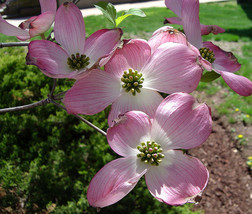 1 Pink dogwood ,Cornus florida  - £2.79 GBP