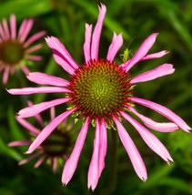 FA Store 100 Seeds Coneflower Narrow Leaf Purple Perennial Medicinal Pol... - £7.93 GBP