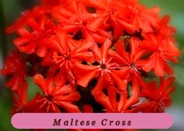 Healthy Growth Maltese Cross 100 Fresh Seeds - $2.26