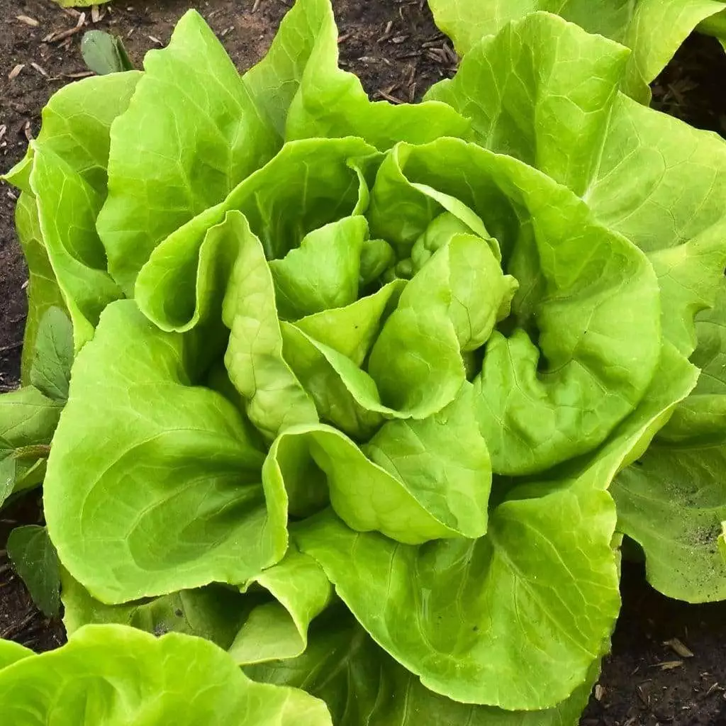 KingStore 700 Buttercrunch Butterhead Lettuce Non-Gmo Planting Seeds - £7.68 GBP