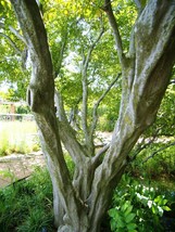 Carpinus Carolinana American Hornbeam Tree Seeds Fresh Usa Seeds - £13.40 GBP