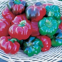 Best SELLER USA 10 Seeds Tennessee Cheese Sweet Pepper Seeds - £4.29 GBP