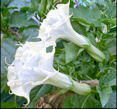 10 Dbl Beautiful White Angel Trumpet Seeds Campus Radicus Seeds - £6.61 GBP