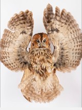 Stuffed European OWL Taxidermy Owl Strix aluco Bird Scarecrow #02 - £410.84 GBP