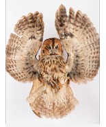 Stuffed European OWL Taxidermy Owl Strix aluco Bird Scarecrow #02 - $520.00