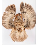 Stuffed European OWL Taxidermy Owl Strix aluco Bird Scarecrow #02 - £390.76 GBP