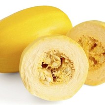 New Spaghetti Squash Seed Winter Vegetable Seeds Fresh USA Garden - $13.38