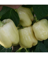 SHIP FROM US PEPPER SEEDS - SWEET - WHITE CLOUD ~2 Oz PACK SEEDS - NON-G... - £52.97 GBP