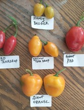 Mix de Rocoto (Chiles Manzano) (25 semillas - 5 de cada variedad) ENVIO ... - $4.95