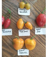 Mix de Rocoto (Chiles Manzano) (25 semillas - 5 de cada variedad) ENVIO ... - $4.95
