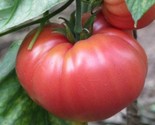50 German Johnson Tomato Seeds Non Gmo Crack Registrant Fast Shipping - £7.16 GBP