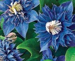 KKG 25 Double Blue Clematis Seeds Perennial Flower Seeds 93 Easy Grow - $9.96
