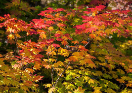 Acer circinatum (vine maple) 20 - 32 inch tall branched potted tree - £31.10 GBP+