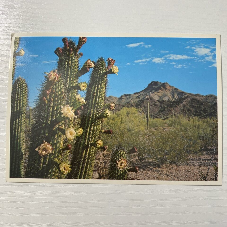 Primary image for Flowers of the Organ Pipe Cactus Postcard