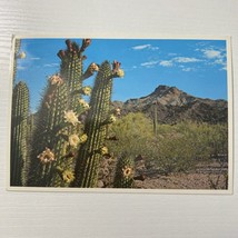 Flowers of the Organ Pipe Cactus Postcard - $3.13