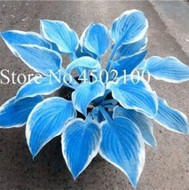 Big 200 pcs Colorful Hosta Flores Bonsai Seeds, Indoor Flower Plantas FRESH SEED - £9.14 GBP