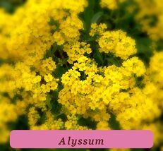Alyssum Seeds 200+Basket Of Gold Yellow Flower Garden Annual Organic Hei... - $4.46 CAD
