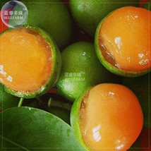 Lemon Sweet Spanish Lime Tree Seeds 10 Seeds Green Skin Orange Inside Ju... - $10.89