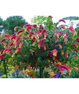Shrimp Fruit Cocktail Pink And Orange Flowers Vine Starter Plant Live Pl... - $38.79 CAD